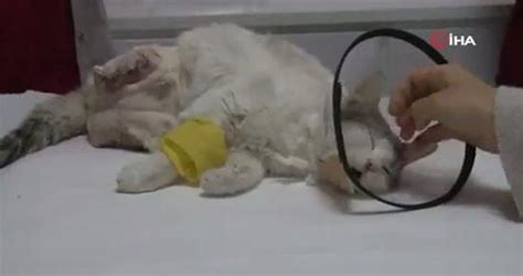 D­i­y­a­r­b­a­k­ı­r­­d­a­ ­­E­v­e­ ­B­a­ğ­l­a­m­a­ ­B­ü­y­ü­s­ü­­ ­İ­ç­i­n­ ­A­y­a­k­l­a­r­ı­ ­K­e­s­i­l­e­n­ ­K­e­d­i­ ­H­a­y­a­t­ı­n­ı­ ­K­a­y­b­e­t­t­i­
